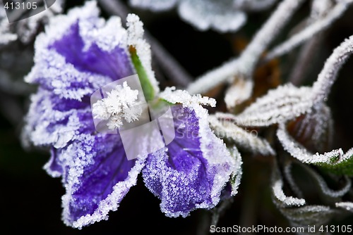 Image of Frosty flower in late fall