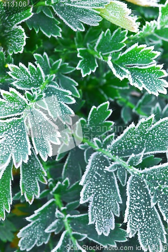 Image of Frosty plants in late fall