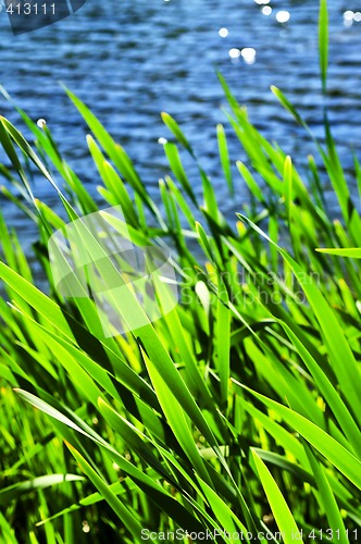 Image of Reeds at water edge