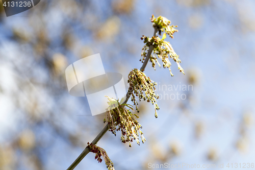 Image of flowering maple tree