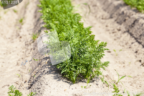 Image of sprouts carrots. field