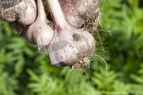 Image of root of garlic, close-up