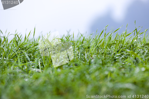 Image of young grass plants, close-up