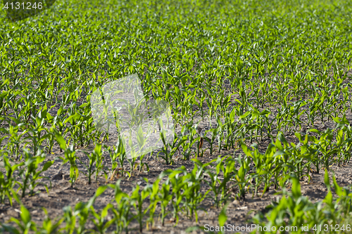 Image of Corn field, summer