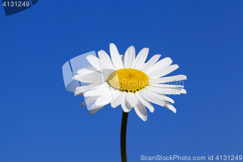 Image of camomile flower close-up