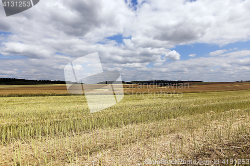 Image of rapeseed field in the summer