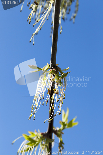 Image of flowering maple tree