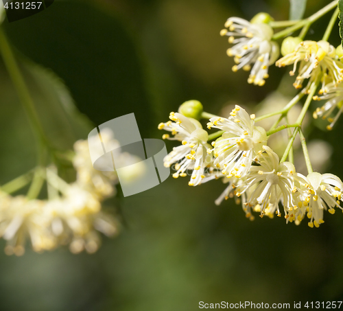 Image of flowering linden trees