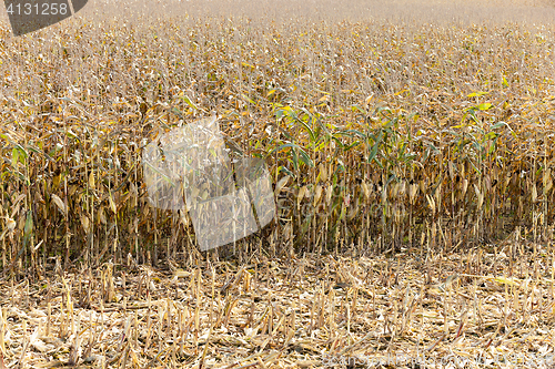 Image of Field of dried corn