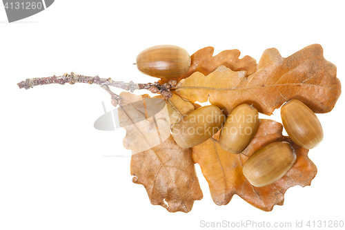 Image of isolated oak leaf