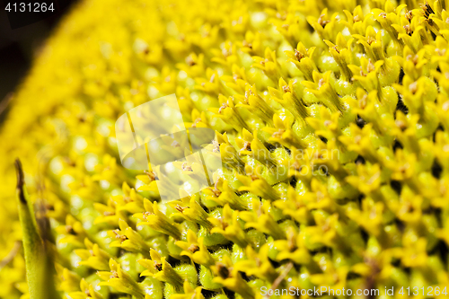 Image of yellow flower sunflower