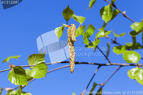 Image of Young leaves of birch