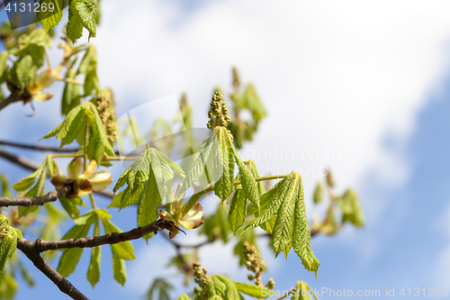 Image of green leaves of chestnut