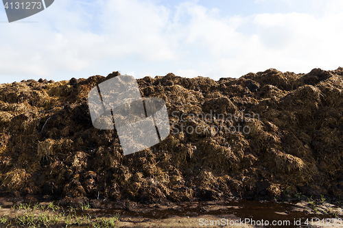 Image of are landed in a pile of manure