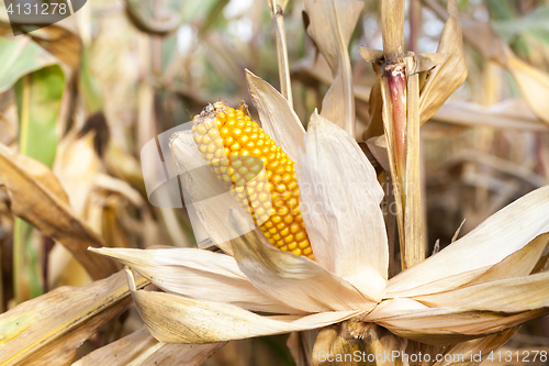 Image of Ripe yellow corn