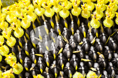 Image of black sunflower seeds