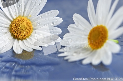 Image of Daisy flowers with water drops