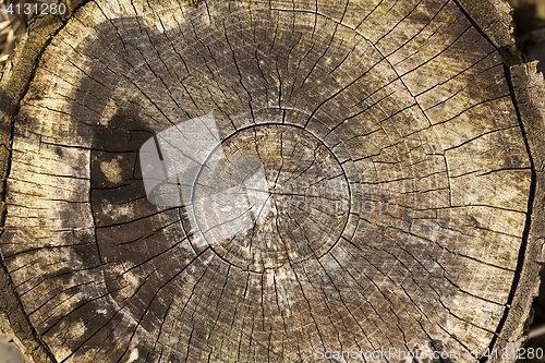 Image of destroyed a tree, close-up