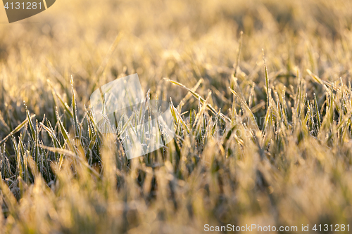 Image of wheat during frost