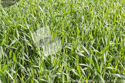 Image of Field with cereal