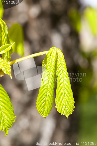 Image of green leaves of chestnut