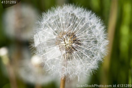 Image of White dandelions in the field