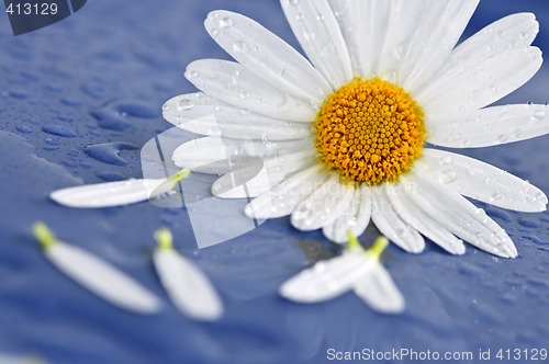 Image of Daisy flowers with water drops