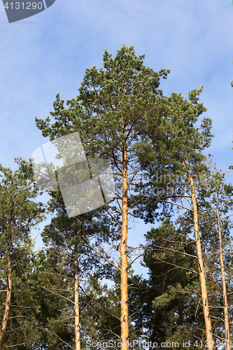 Image of photographed the tops of pines