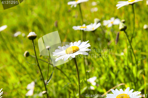 Image of white daisy flowers, close up