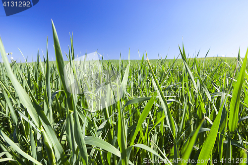 Image of Field with cereal