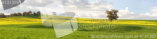Image of Agricultural fields of canola and pastures in springtime