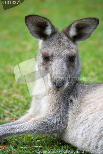 Image of Eastern Grey Kangaroo