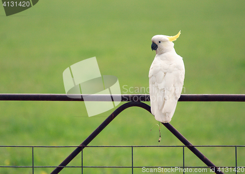 Image of Australian Cockatoo