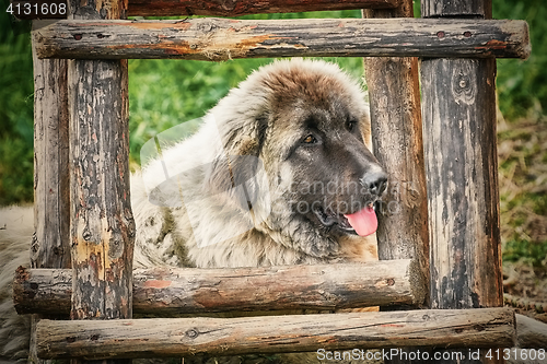 Image of Dog near the Ladder