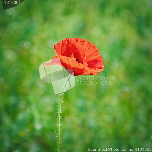 Image of Red Poppy Flower