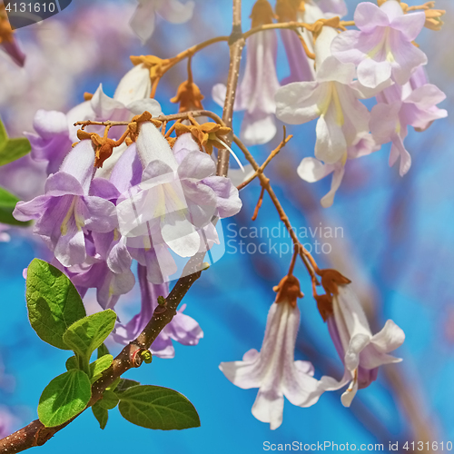 Image of Paulownia Fortunei Flowers