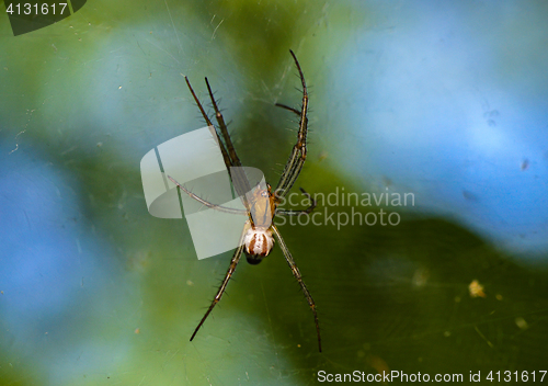 Image of Spider