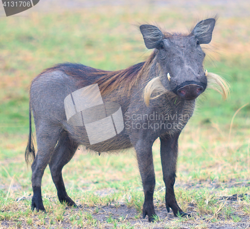 Image of warthog