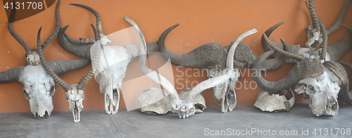 Image of animal skulls