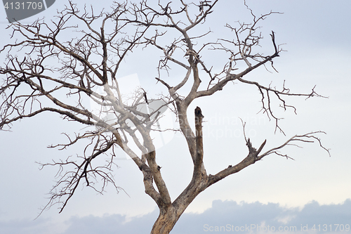 Image of dry tree