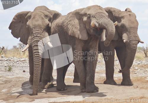 Image of elephants in Africa