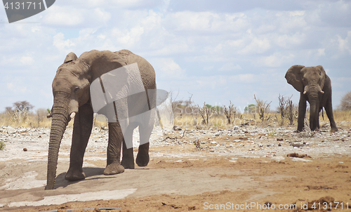 Image of elephants in Africa