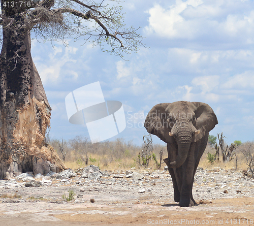 Image of elephant in Africa