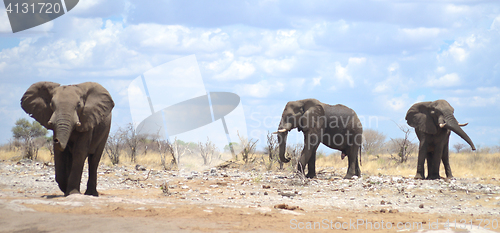 Image of elephants in Africa