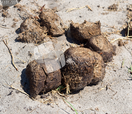 Image of elephant excrement