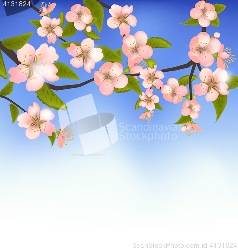 Image of  Spring Background of a Blossoming Tree Branch with Flowers