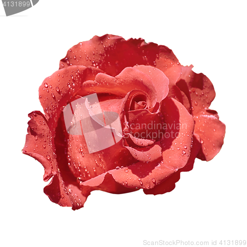 Image of Red Rose over Green