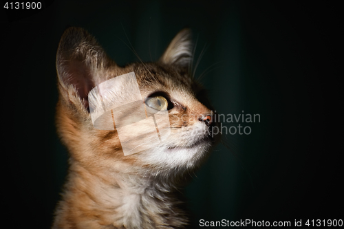 Image of Portrait of Kitten