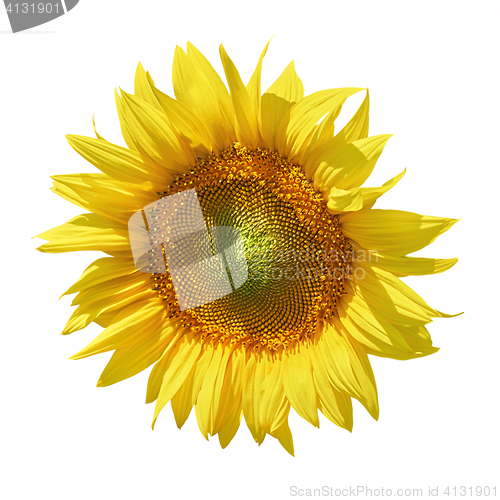 Image of Sunflower against White