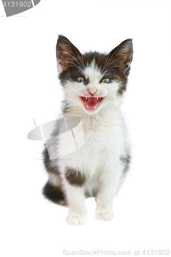 Image of Kitten